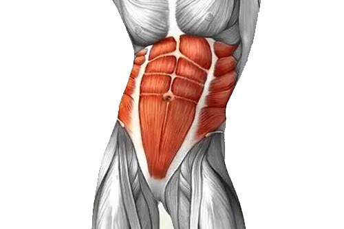 Illustration Highlighting The Abdominal Muscles In The Human Body.